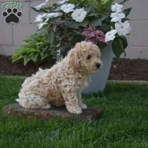 Summer, Bich-Poo Puppy
