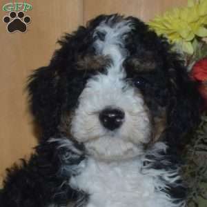 Summer, Mini Bernedoodle Puppy