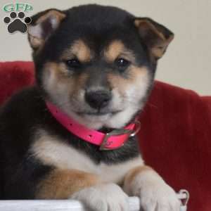 Summer, Shiba Inu Puppy