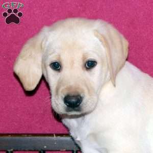 Summer, Yellow Labrador Retriever Puppy