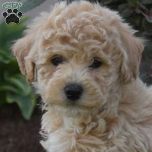 Summer, Bich-Poo Puppy