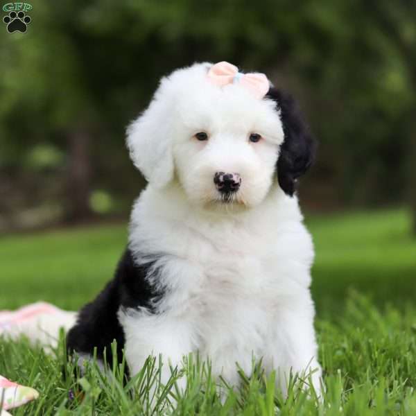 Summer, Sheepadoodle Puppy