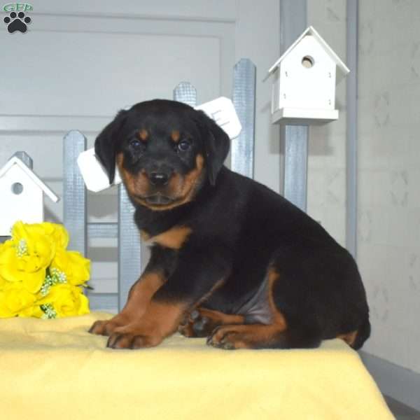 Summit, Rottweiler Puppy