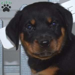 Summit, Rottweiler Puppy