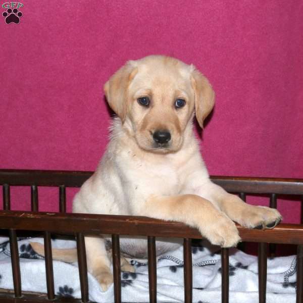 Sunshine, Yellow Labrador Retriever Puppy