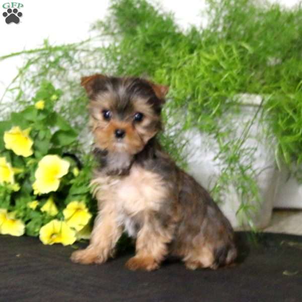 Sunshine, Yorkie Puppy