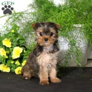Sunshine, Yorkie Puppy