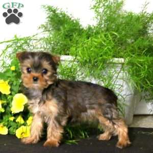 Sunshine, Yorkie Puppy