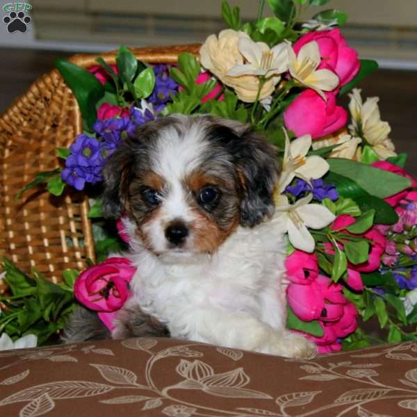 Sunshine, Cavapoo Puppy