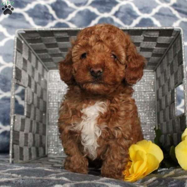Sunshine, Toy Poodle Puppy