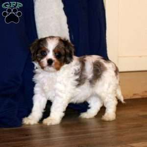 Sunshine, Cavapoo Puppy