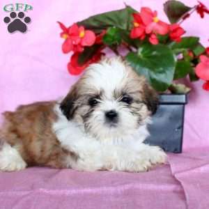 Sunshine, Shih Tzu Puppy