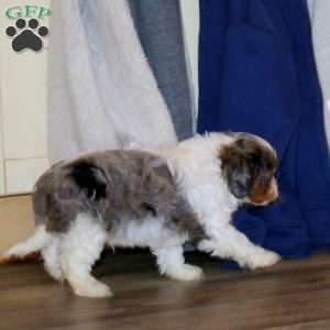 Sunshine, Cavapoo Puppy