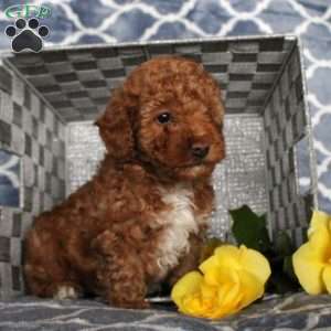 Sunshine, Toy Poodle Puppy