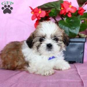 Sunshine, Shih Tzu Puppy