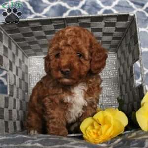 Sunshine, Toy Poodle Puppy