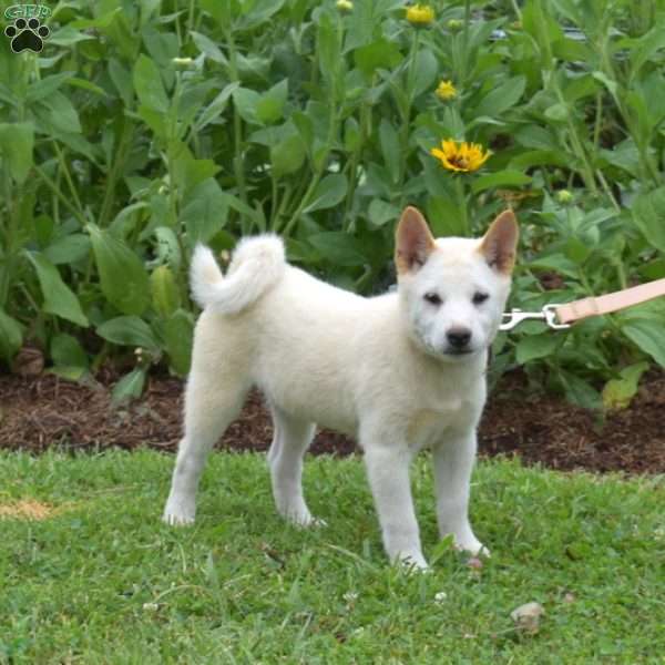 Surge, Shiba Inu Puppy