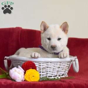 Surge, Shiba Inu Puppy