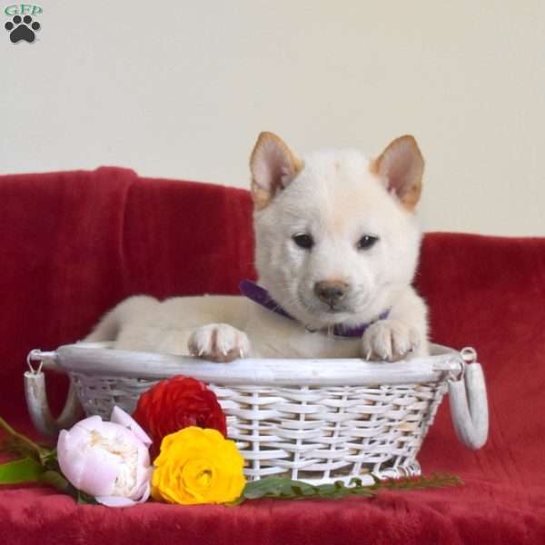 Surge, Shiba Inu Puppy