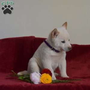 Surge, Shiba Inu Puppy