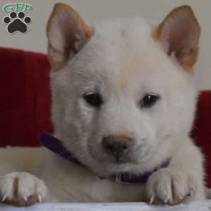 Surge, Shiba Inu Puppy