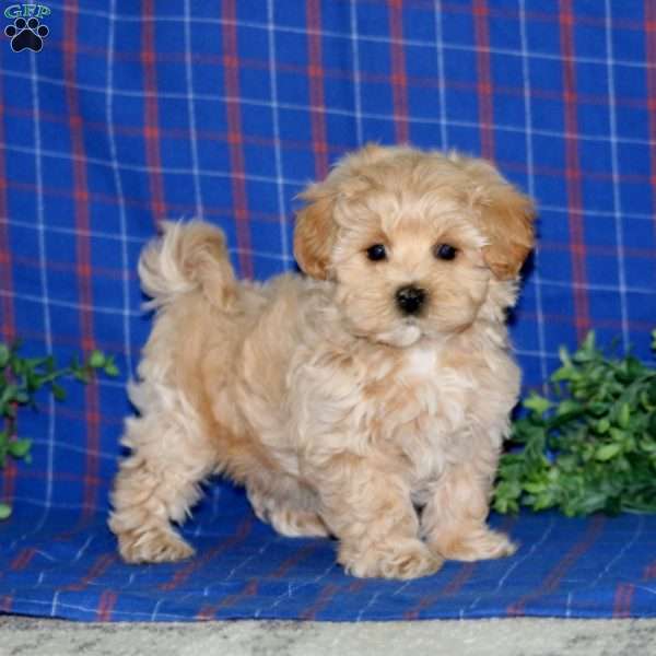 Suzy, Maltipoo Puppy
