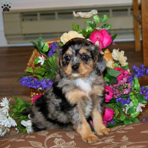 Sweetie, Cavapoo Puppy