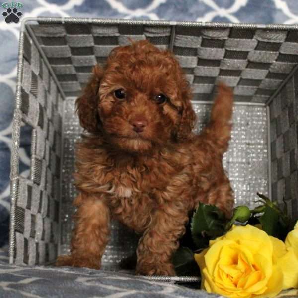 Sweetie, Toy Poodle Puppy