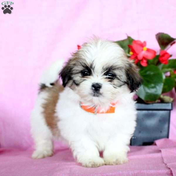 Sweetie, Shih Tzu Puppy