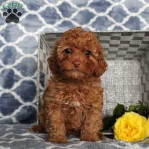 Sweetie, Toy Poodle Puppy
