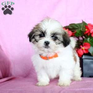 Sweetie, Shih Tzu Puppy