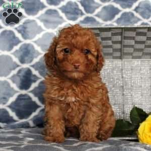 Sweetie, Toy Poodle Puppy