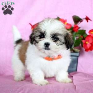 Sweetie, Shih Tzu Puppy