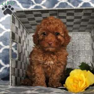 Sweetie, Toy Poodle Puppy