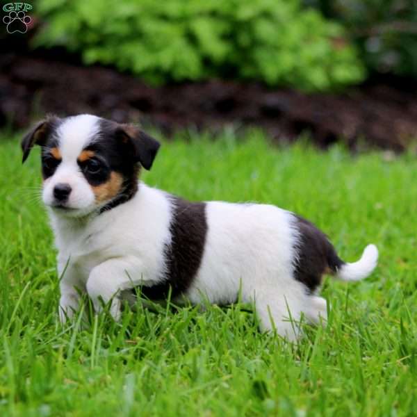 Sweets, Fox Terrier Mix Puppy