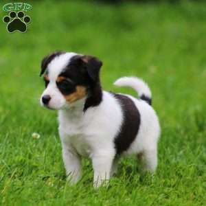 Sweets, Fox Terrier Mix Puppy