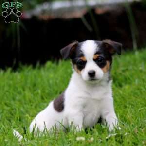 Sweets, Fox Terrier Mix Puppy