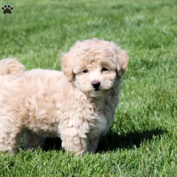 Sylvia, Bich-Poo Puppy