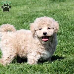 Sylvia, Bich-Poo Puppy