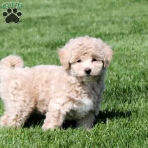 Sylvia, Bich-Poo Puppy