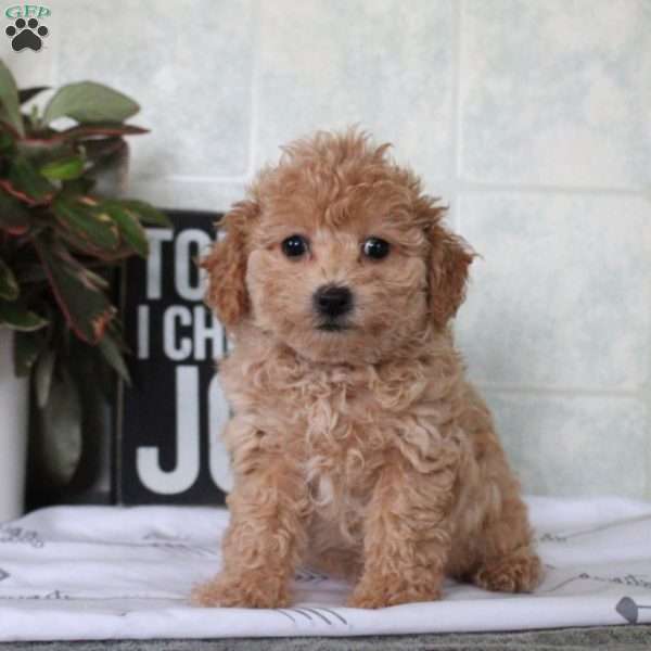 Tabbi, Bich-Poo Puppy