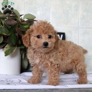 Tabbi, Bich-Poo Puppy