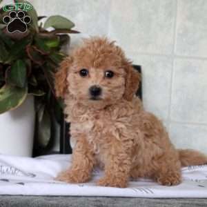 Tabbi, Bich-Poo Puppy