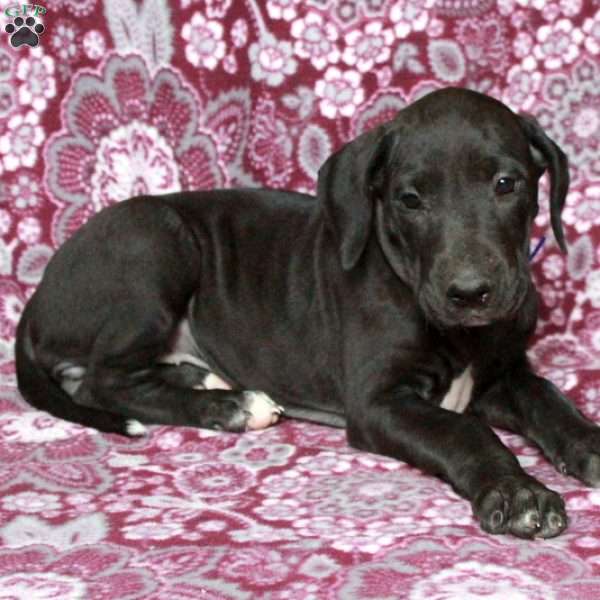 Tabby, Great Dane Puppy