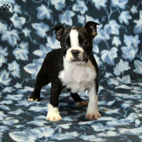 Tabby, Boston Terrier Puppy