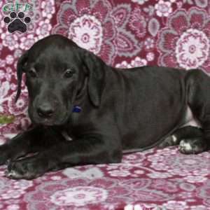 Tabby, Great Dane Puppy