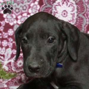 Tabby, Great Dane Puppy