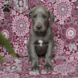Tamara, Great Dane Puppy
