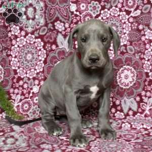 Tamara, Great Dane Puppy