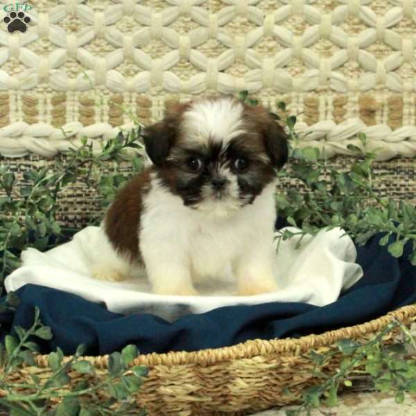 Tammy, Shih Tzu Puppy